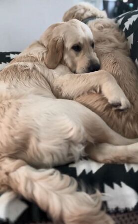 ▲。（圖／翻攝自TikTok／@barkstreetboys_）