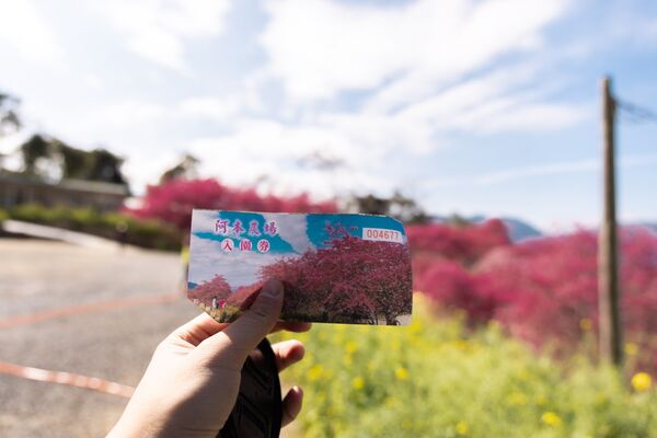 ▲▼阿本農場櫻花園。（圖／部落客黑皮的旅遊筆記授權提供）