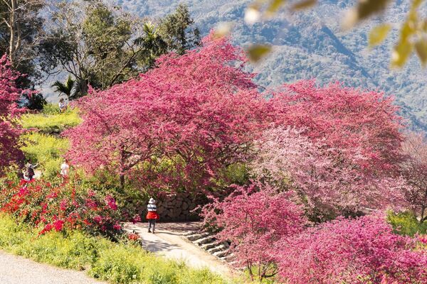 ▲▼阿本農場櫻花園。（圖／部落客黑皮的旅遊筆記授權提供）