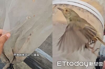 放捕蛾燈變「蟲蟲吃到飽」 野鳥鑽入狂嗑還二次回購