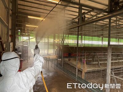 台中豐康牧場蛋雞「禽流感病死」竟就地埋　5000多隻今全撲殺