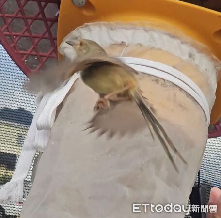 ▲。（圖／Threads@yatan_strawberry/舞夜天高架草莓園提供）