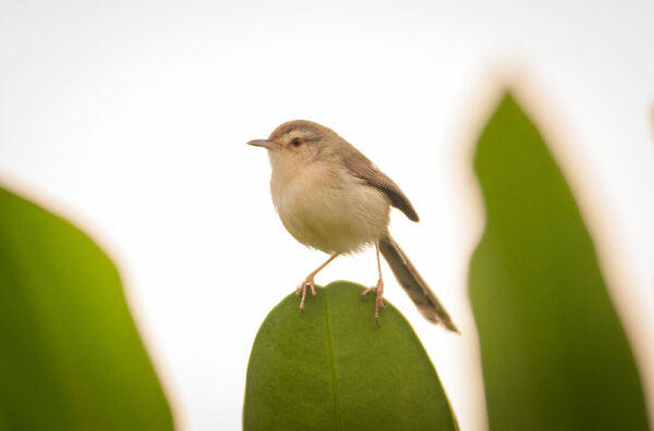 ▲。（圖／翻攝農業知識入口網）