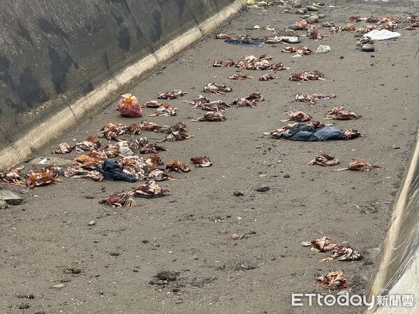 ▲苗栗後龍外埔漁港附近大排圳遭棄置235隻死雞，檢驗確診H5N1禽流感，縣府指疑台中養雞場亂丟，將重罰100萬。（圖／記者楊永盛翻攝）