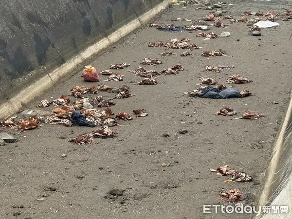 ▲苗栗後龍外埔漁港附近大排圳遭棄置235隻死雞，檢驗確診H5N1禽流感，縣府指疑台中養雞場亂丟，將重罰100萬。（圖／記者楊永盛翻攝）