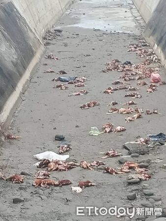 ▲苗栗後龍外埔漁港附近大排圳遭棄置235隻死雞，檢驗確診H5N1禽流感，縣府指疑台中養雞場亂丟，將重罰100萬。（圖／記者楊永盛翻攝）