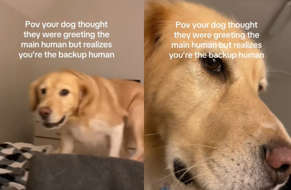 以為是最愛把拔　拉布拉多跳上床見「備胎馬麻」秒變臉：是你啊。（圖／翻攝自TikTok／harlowthefluffmix）