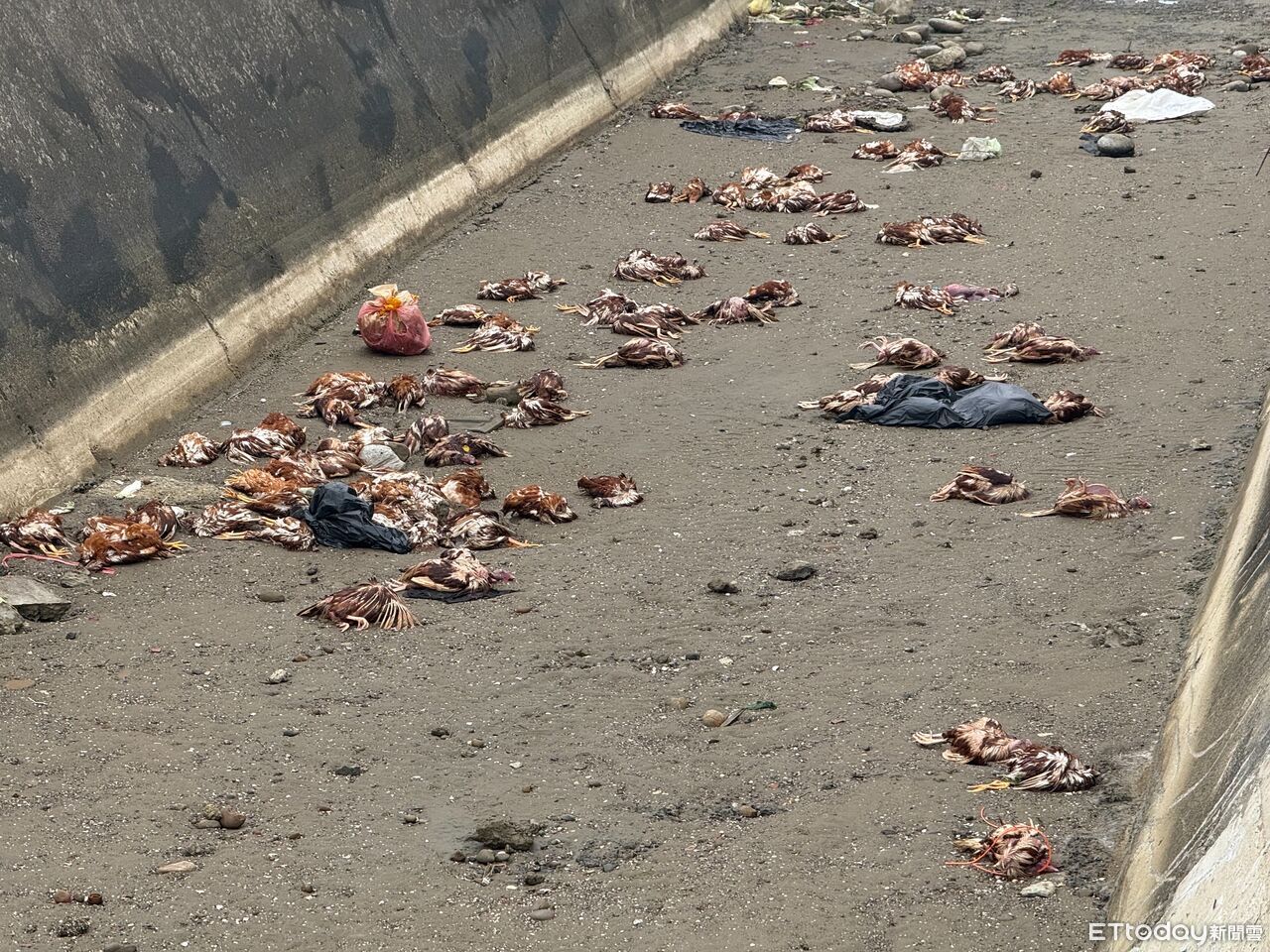 大打臉!聲明蛋「沒流入市場」早賣完 豐康牧場負責人40萬交保