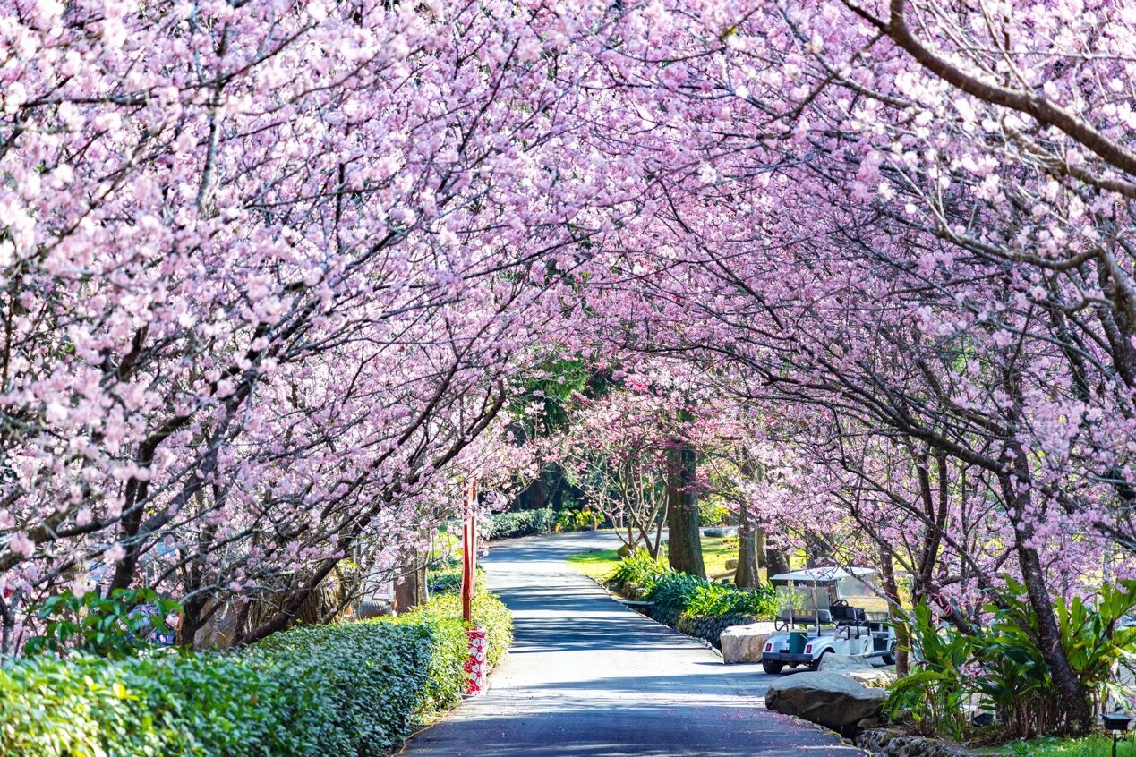 ▲▼九族文化村,春節,過年,櫻花,夜櫻,火舞。（圖／業者提供）