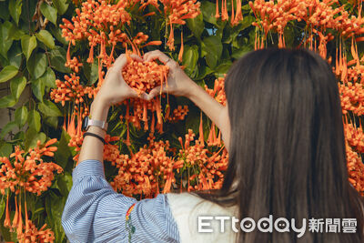 打卡炮仗花與自行車道　嘉義春節旅遊攻略
