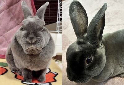 幫兔子拍照「角度很重要」　從嚴肅戽斗臉變圓滾滾大眼睛