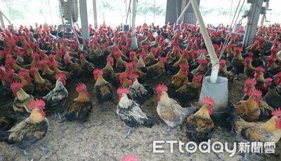 雞肉成國人主要肉類來源　黃偉哲：台南嚴守食安、讓民眾吃得安心