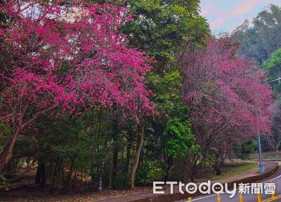 暨大櫻花季今登場