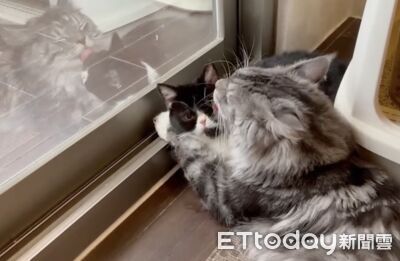 被緬因哥「壁咚」強行舔頭！短腿貓放棄掙扎：這愛太窒息了