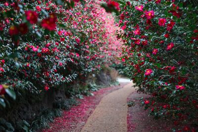 濟州島冬日限定5大玩法