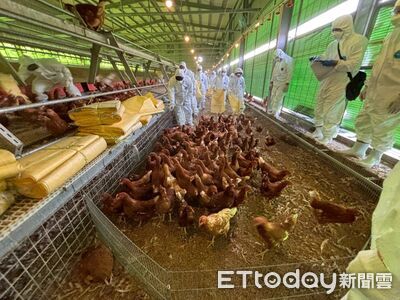 台中蛋雞場爆禽流感疫情　卓榮泰指示農業部隨時支援