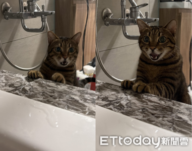 虎斑貓瞪眼攀浴缸大叫　媽媽超無奈：我是洗澡不是死掉