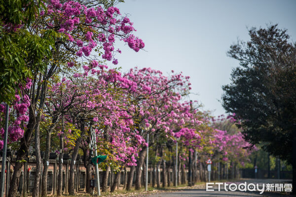 ▲▼    炮仗花瀑綻放迎新春 嘉義市揭開花季序幕    。（圖／嘉義市政府提供）