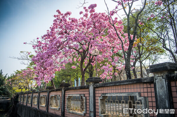 ▲▼    炮仗花瀑綻放迎新春 嘉義市揭開花季序幕    。（圖／嘉義市政府提供）