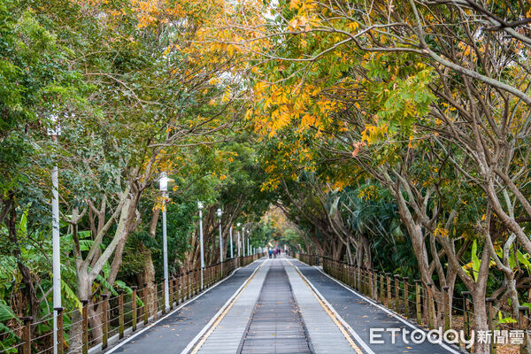 ▲▼    炮仗花瀑綻放迎新春 嘉義市揭開花季序幕    。（圖／嘉義市政府提供）