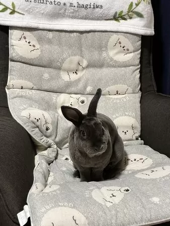 ▲。（圖／翻攝自X／@maymay33191306）