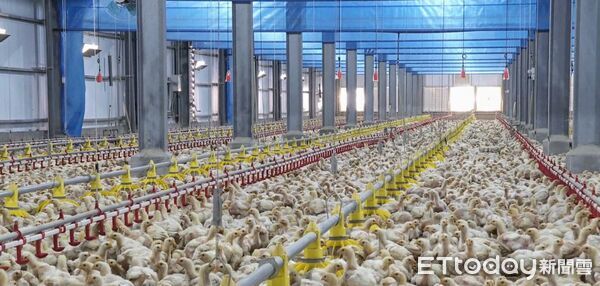 ▲台南市政府農業局召開記者會，說明國產雞肉從源頭到屠宰層層把關，讓民眾安心選購。（記者林東良翻攝，下同）