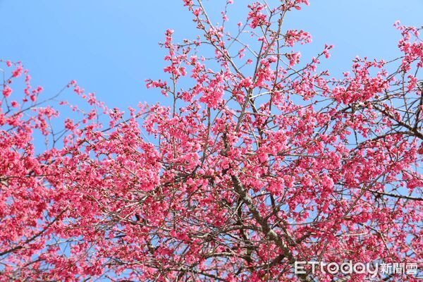▲最美茶鄉櫻花季登場，信義草坪頭4000棵櫻花迎賓。（圖／南投縣政府提供）