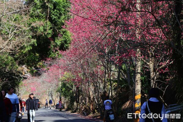 ▲最美茶鄉櫻花季登場，信義草坪頭4000棵櫻花迎賓。（圖／南投縣政府提供）