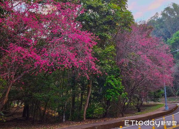 ▲暨大機車道上櫻花現況實景。（圖／李榮芳提供）
