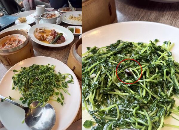 ▲港式飲茶「清炒小豆苗」驚見死蟑螂。（圖／翻攝自Threads／goose.8247303）