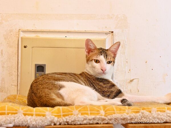 ▲▼隱身台中北區的貓咪中途餐廳。（圖／糖糖提供）