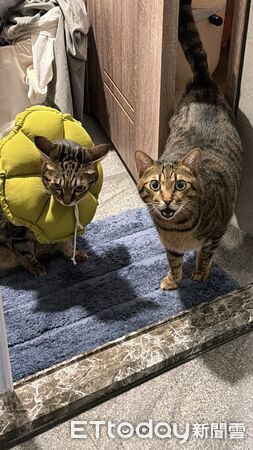 虎斑貓Woody。（圖／飼主Vivian提供）