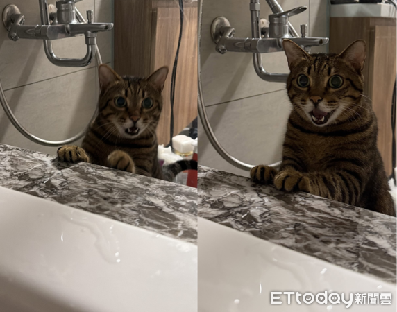 虎斑貓Woody。（圖／飼主Vivian提供）