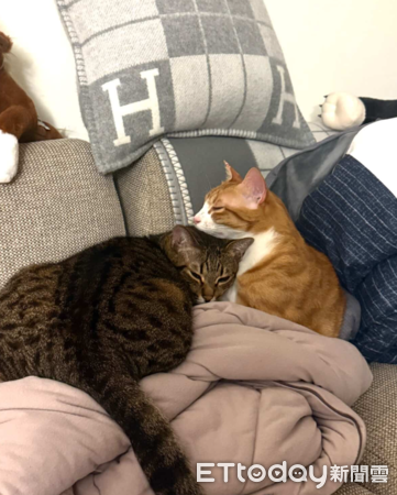 虎斑貓Woody。（圖／飼主Vivian提供）