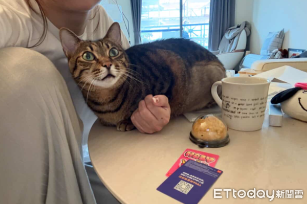 虎斑貓Woody。（圖／飼主Vivian提供）
