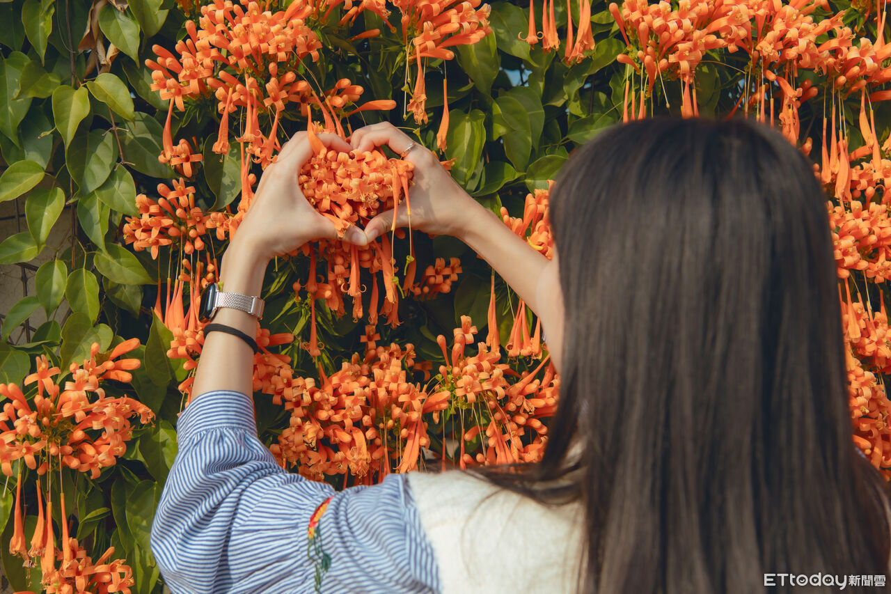 打卡炮仗花與自行車道 嘉義春節旅遊攻略