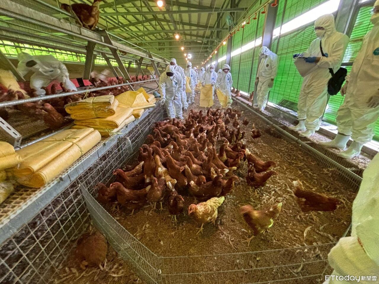 台中蛋雞場爆禽流感疫情 卓榮泰指示農業部隨時支援