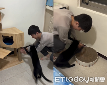 貓抓板被搶黑貓氣炸飛撲　5.9萬網友按讚：舅舅果然最幼稚　