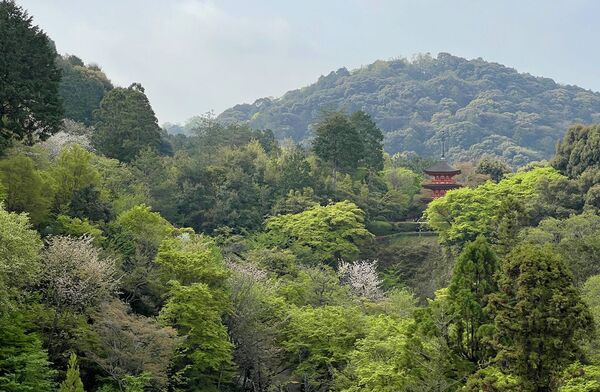 ▲▼自由行必安排京都世界遺產。（圖／部落客cj夫人提供）