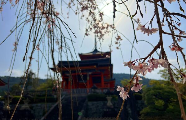 ▲▼自由行必安排京都世界遺產。（圖／部落客cj夫人提供）