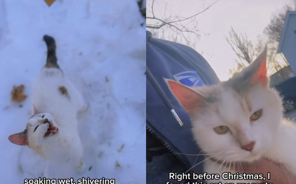 郵差雪天工作突然遇「喵喵叫求救」　發抖小貓暖窩懷中一起送信。（圖／翻攝自TikTok／postalcatdad）