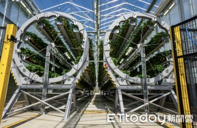 極端氣候害草莓狂漲價！英國AI農場月產20萬顆　機器人深夜抓病蟲害