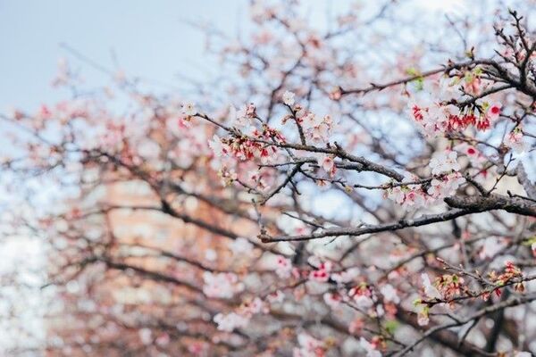 ▲▼樂活夜櫻季。（圖／公園處提供）