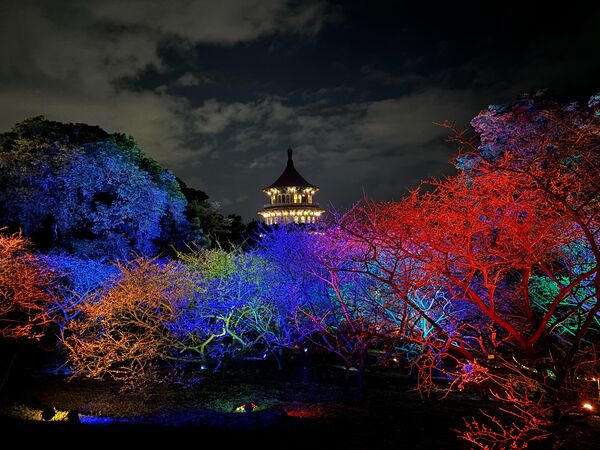 ▲2026花見櫻花季。（圖／新北市景觀處提供）