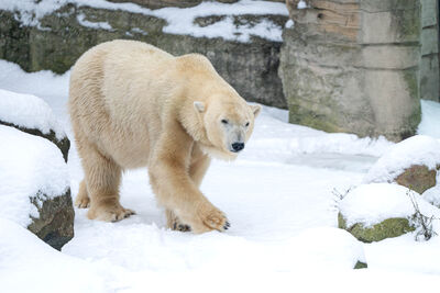 海冰消融「挪威北極熊」反而變壯了！科學家追蹤30年超意外