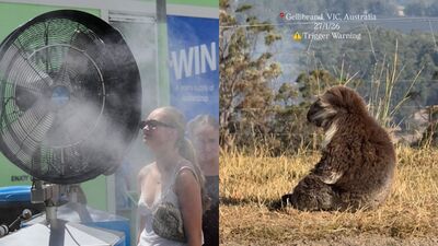 高溫飆近50°C！澳洲16年來最猛熱浪　無尾熊逃過野火「嚇到癱軟」