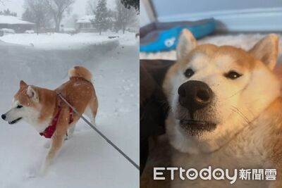 暴風雪中「被柴柴拉出門」　零下20度嗨玩跑跑沒在怕冷的