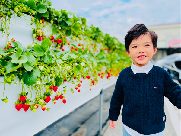 ▲苗栗大湖10家草莓園。（圖／大湖旅遊網提供））