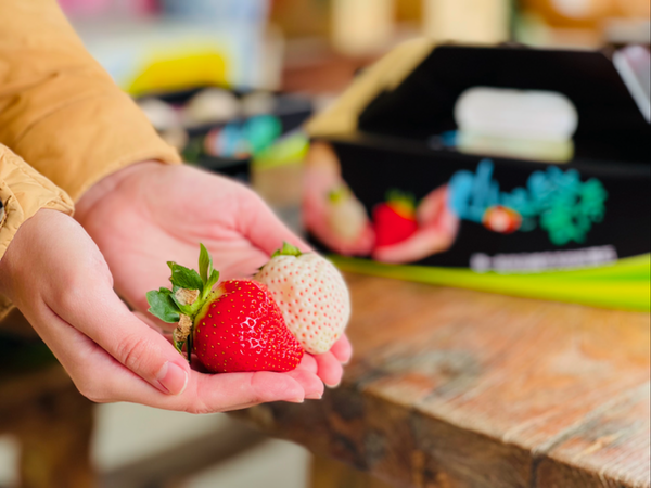 ▲苗栗大湖10家草莓園。（圖／大湖旅遊網提供））