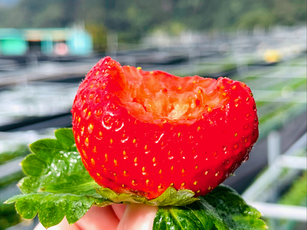 ▲苗栗大湖10家草莓園。（圖／大湖旅遊網提供））